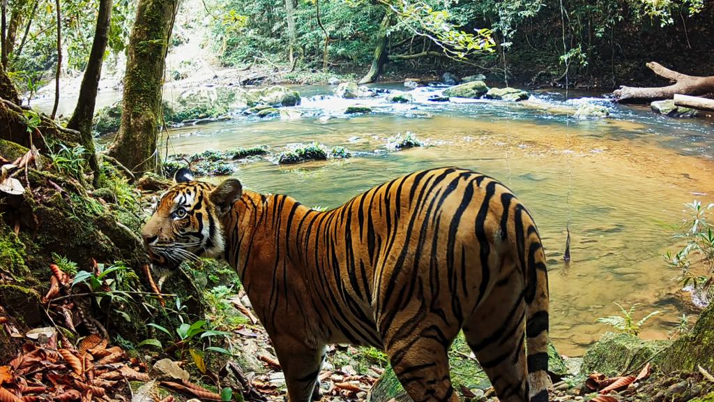 Harimau Malaya Paling Langka, Tinggal 150 Individu&nbsp;Saja
